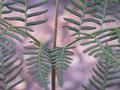gurgi,bracken,rarauhe,bracken fern